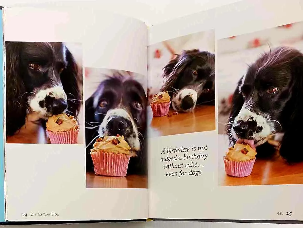 DIY FOR YOUR DOG - Rachelle Blondel