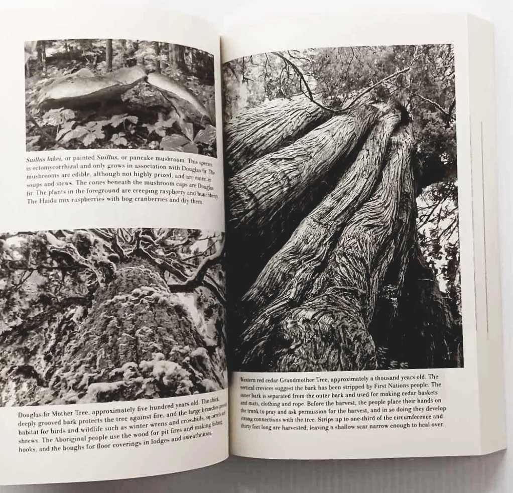 FINDING THE MOTHER TREE - Suzanne Simard
